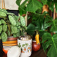 Houseplants Carter Wide Mug
